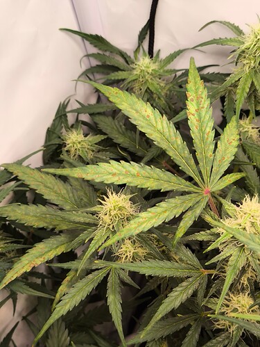 Growreport Bild 4