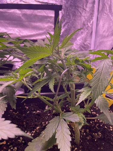 Growreport Bild 5