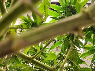 Growreport Bild 82