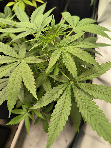 Growreport Bild 27
