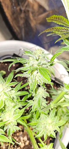 Growreport Bild 30