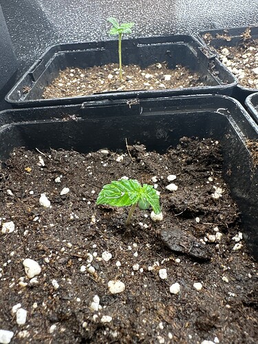 Growreport Bild 64