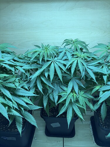 Growreport Bild 3