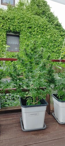 Growreport Bild 20