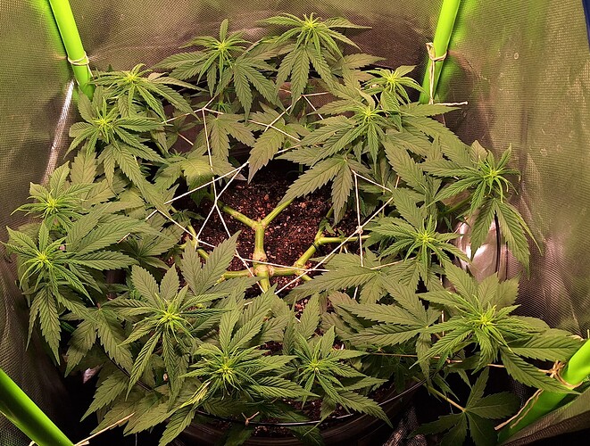 Growreport Bild 1