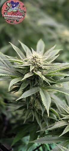 Growreport Bild 51