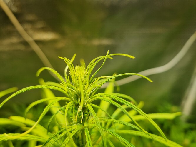 Nahaufnahme der Spitze einer jungen Cannabispflanze im Wuchsstadium, mit hellgrünen, sich entfaltenden Blättern und neuen Trieben.