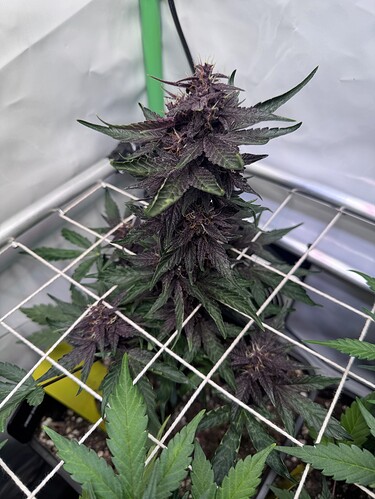 Growreport Bild 53