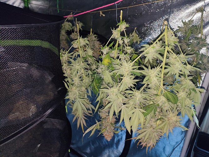 Growreport Bild 49