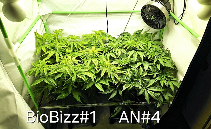 Growreport Bild 5