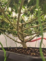 Growreport Bild 109