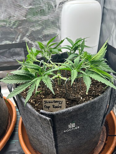 Growreport Bild 14