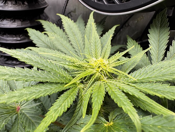 Growreport Bild 1