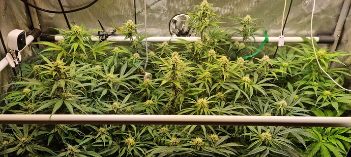 Growreport Bild 1