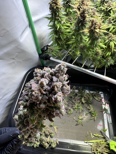 Growreport Bild 22