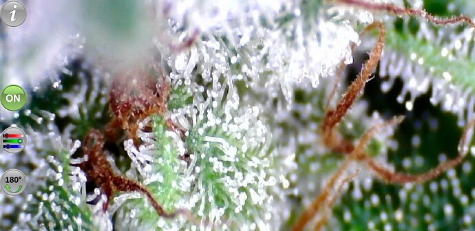 Growreport Bild 53