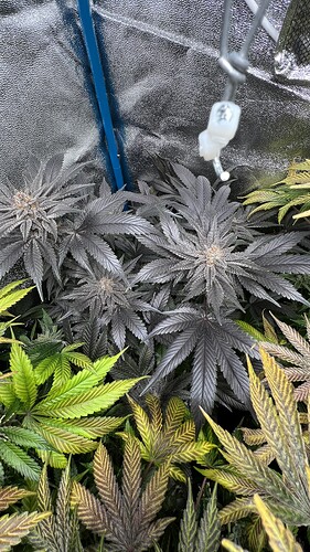 Growreport Bild 2