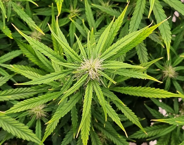 Growreport Bild 5