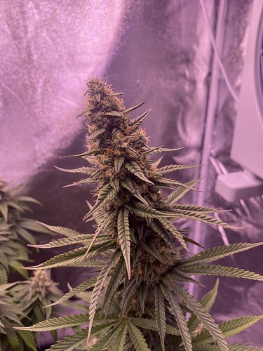 Growreport Bild 2