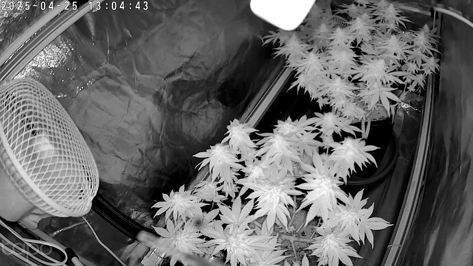 E4FAC46DDA77_20250425130445972_cam0