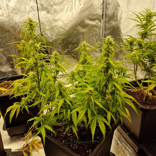 Growreport Bild 8