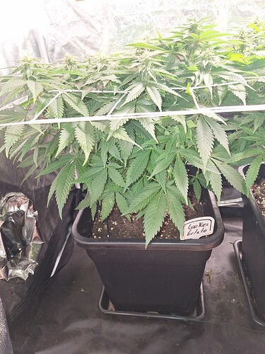 Growreport Bild 22