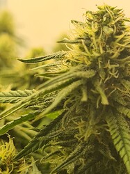 Growreport Bild 101