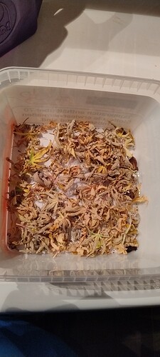 IMG_20251216_002432230