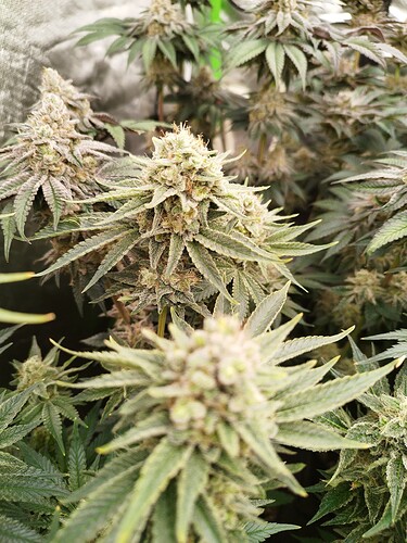 Growreport Bild 1