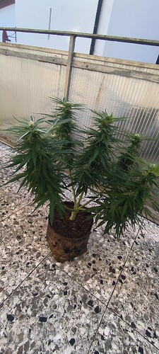 Growreport Bild 13