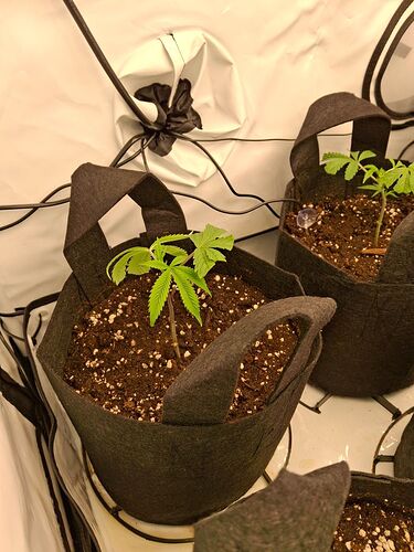 Growreport Bild 11
