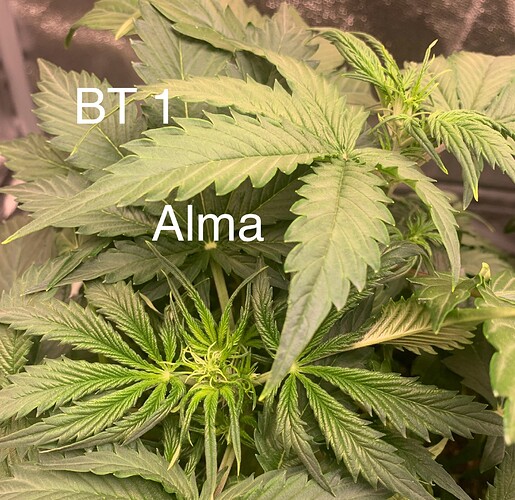 Growreport Bild 2