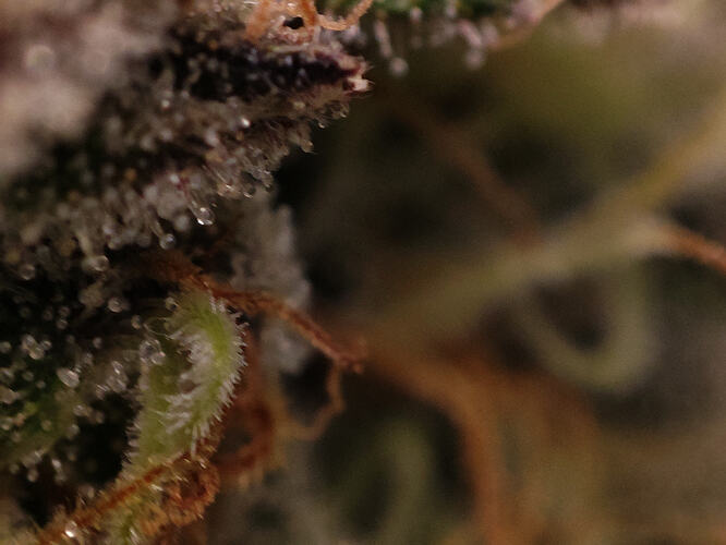 Growreport Bild 78