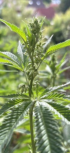 Growreport Bild 6