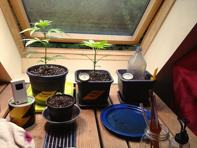 Growreport Bild 2