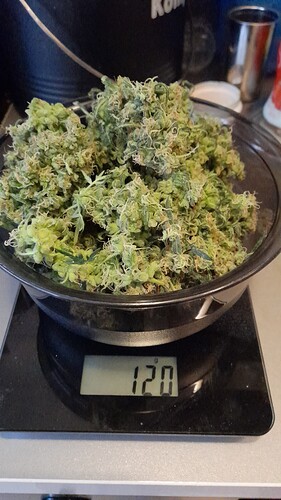 Growreport Bild 1