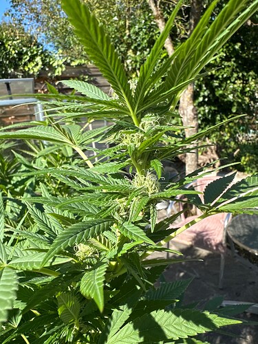 Growreport Bild 40