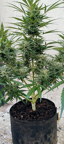 Growreport Bild 1
