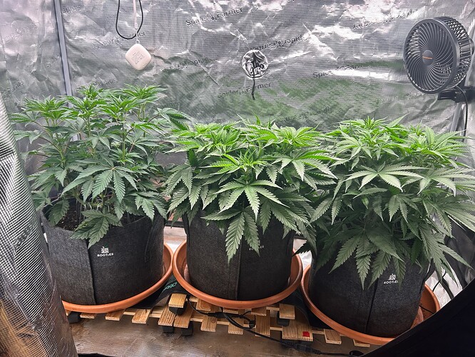 Growreport Bild 2