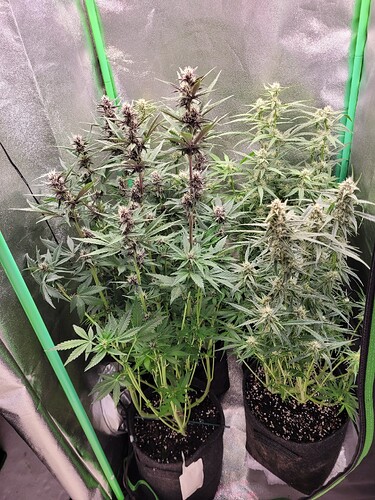 Growreport Bild 11