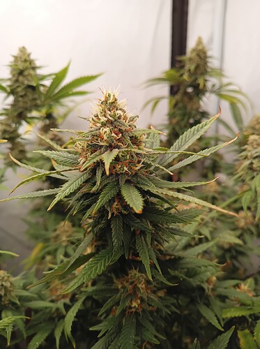 Growreport Bild 18