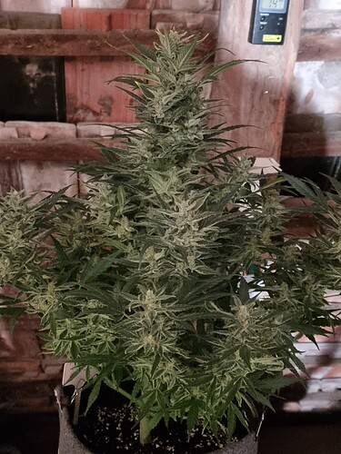 Growreport Bild 8