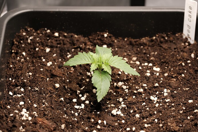 Growreport Bild 3