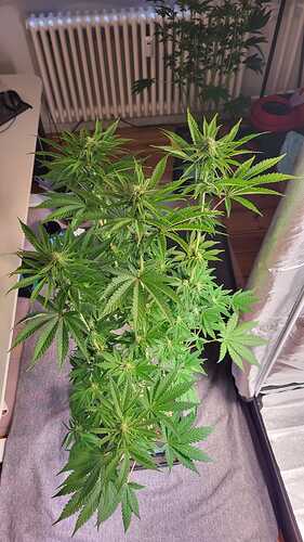 Growreport Bild 4