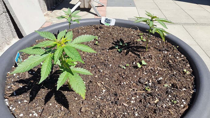 Growreport Bild 2