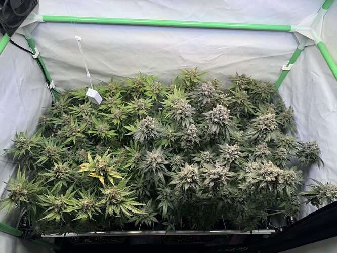 Growreport Bild 60