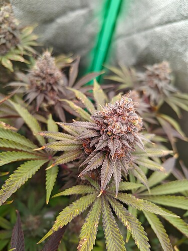 Growreport Bild 14