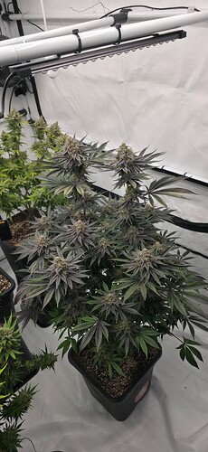 Growreport Bild 21