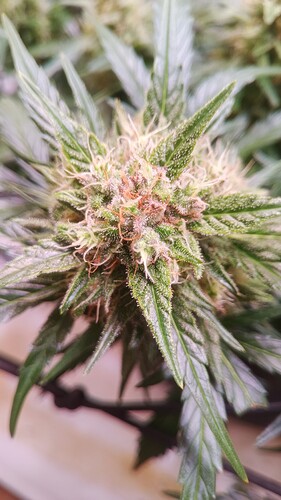 Growreport Bild 14