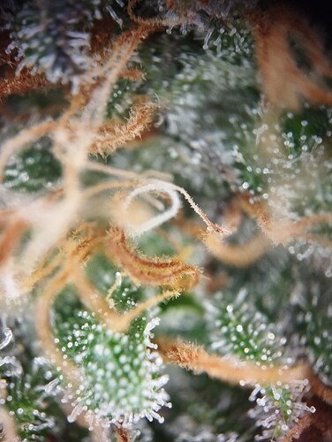 Growreport Bild 51